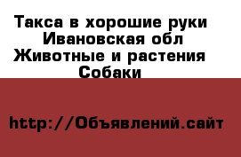 Такса в хорошие руки - Ивановская обл. Животные и растения » Собаки   